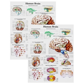 Anatomie Mozku, Plakát, 2 Ks Laminované Lidský Mozek Graf, Medicíny, Rychlá Referenční Příručka, Lidské