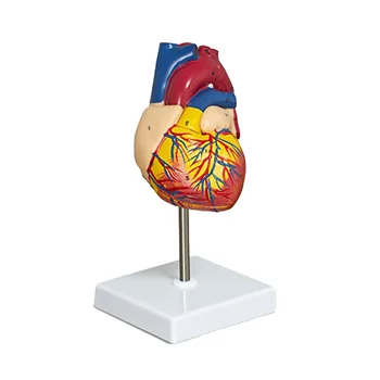 Model srdce, 2-Část Deluxe Životní Velikosti Lidské Srdce Model Anatomie s 34 Anatomické Struktury, Anatomické Srdce